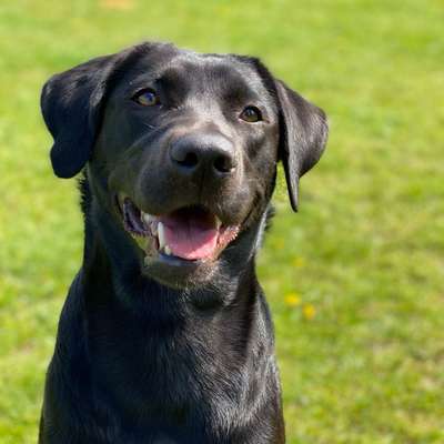 Hundetreffen-Hundekumpel für gemeinsame Gassi- und Toberunden gesucht-Bild