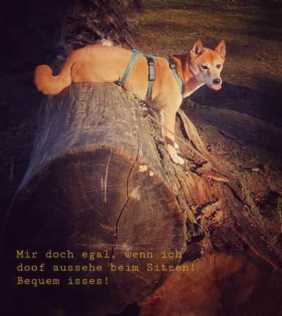 Fotochallenge Nr. 59 - Mein Hund zeigt die Zunge-Beitrag-Bild