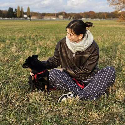 Hundetreffen-Leinenspaziergang