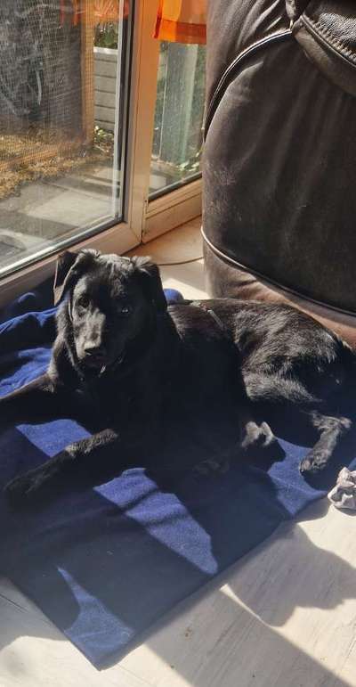 Mischlinge raten - Rätselspaß-Beitrag-Bild