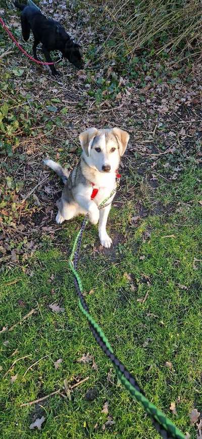 Mischlinge raten - Rätselspaß-Beitrag-Bild