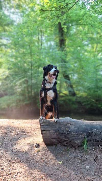 Hundetreffen-Gassirunde-Bild