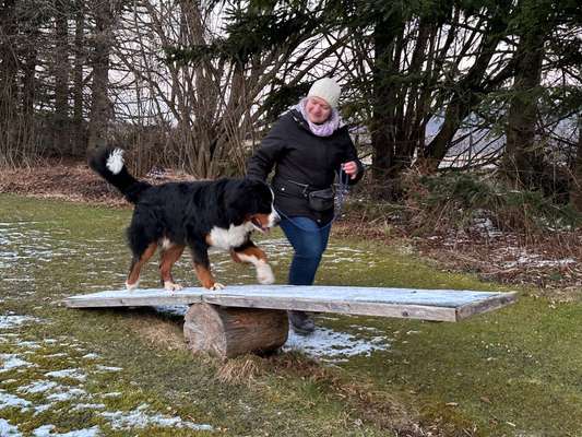 Hundeschulen-Hundeschule Hundetreff 5-Seen-Land-Bild