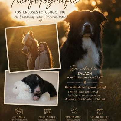Hundetreffen-Tiermodels für meine Homepage gesucht – Kostenloses TFP-Shooting-Bild