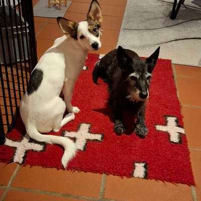 Hundetreffen-Wir suchen liebe Menschen zum gemeinsamen Spazierengehen /Austausch-Bild