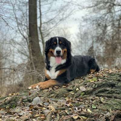 Hundetreffen-Spiel-, Trainings-, Spaziergangtreffen-Bild