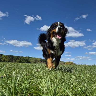 Hundetreffen-Spiel-, Trainings-, Spaziergangtreffen-Bild
