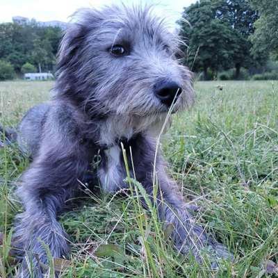 Hundetreffen-Hundetreffen in Erfurt Nord-Bild