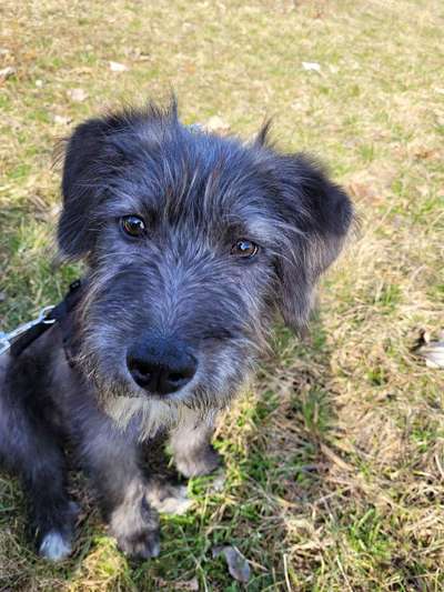 Hundetreffen-Hundetreffen in Erfurt Berliner Platz-Bild