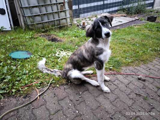 Hundetreffen-Junghund sucht Starken Hund zum Training-Bild