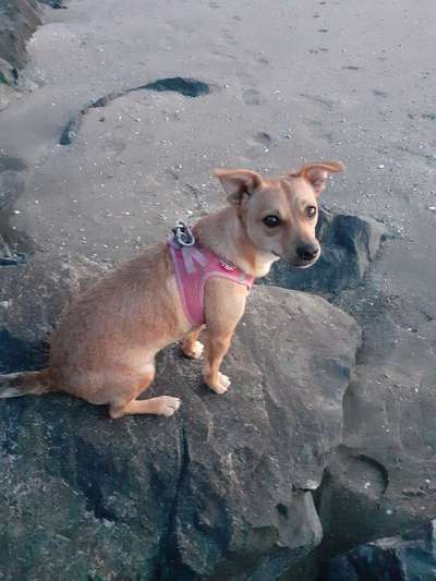 Die Dogorama Wochen Challenge-Beitrag-Bild