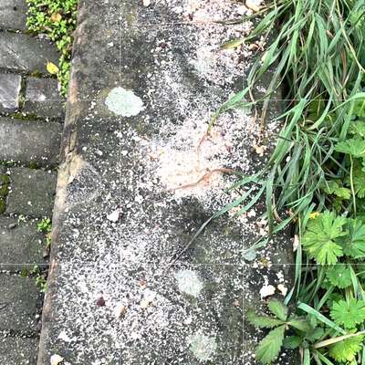 Giftköder-Brotkrümel verstreut- vlt mit Giftköder-Bild