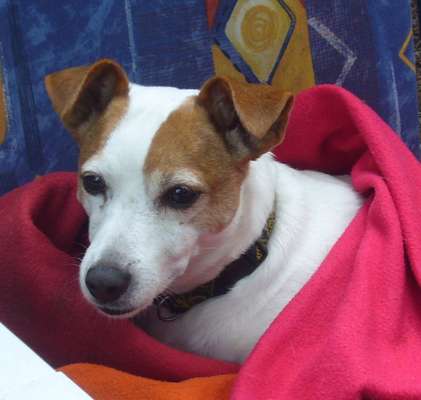 Wo sind die Jack und Parson Russell Terrier?-Beitrag-Bild