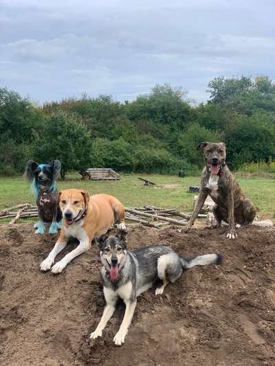 Dogorama Bekanntschaften/Freundschaften-Beitrag-Bild