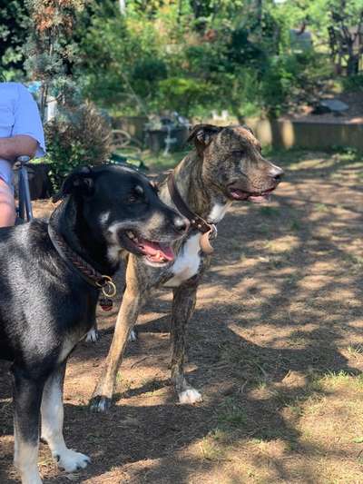 Dogorama Bekanntschaften/Freundschaften-Beitrag-Bild