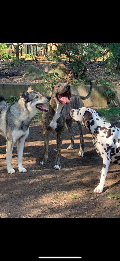Dogorama Bekanntschaften/Freundschaften-Beitrag-Bild