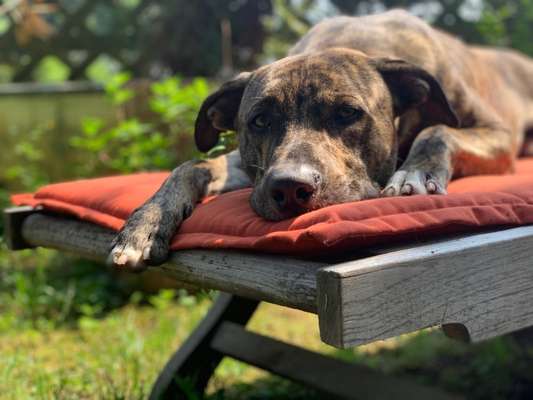 Die Dogorama Kalender Challenge Titelbild-Beitrag-Bild