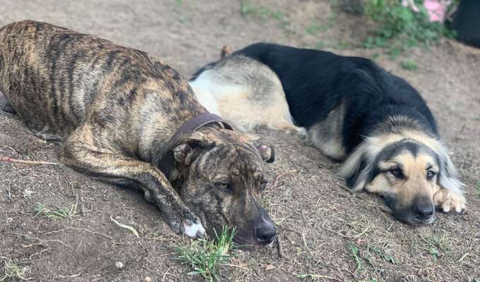 Dogorama Bekanntschaften/Freundschaften-Beitrag-Bild