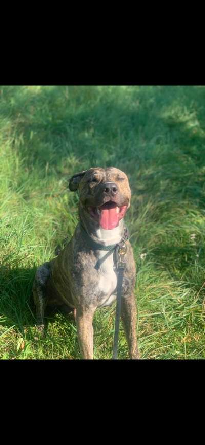 Dogorama Photo Challenge - Einmal lächeln bitte-Beitrag-Bild