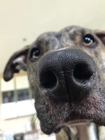 Zeigt her eure Hundenasen-Beitrag-Bild