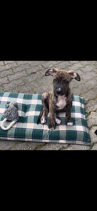 Welpen Bilder !-Beitrag-Bild