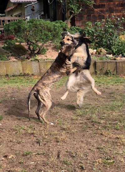 Dogorama Bekanntschaften/Freundschaften-Beitrag-Bild