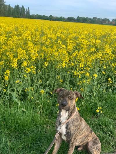 Wo sind die ganzen Molosser? Zeigt doch mal Eure Molosser-Beitrag-Bild