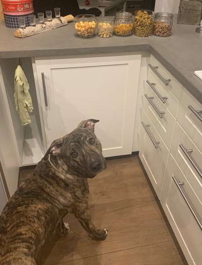 Heute gibt es.....der "ich mach die Leckerlis-Selber-Thread"-Beitrag-Bild