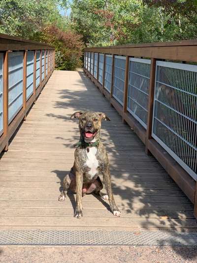 Dogorama Photo Challenge - Brücken-Beitrag-Bild