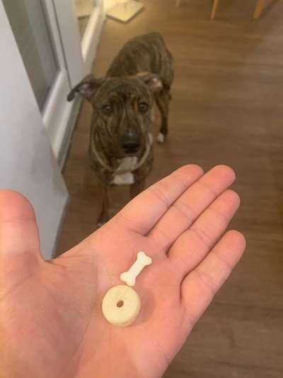 Heute gibt es.....der "ich mach die Leckerlis-Selber-Thread"-Beitrag-Bild