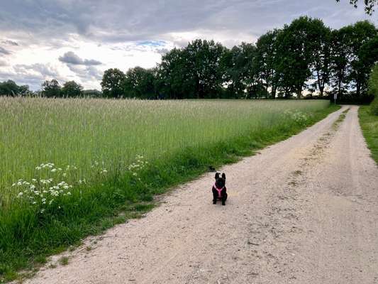 Hundetreffen-Frenchie / kleine Hunde Treff-Bild