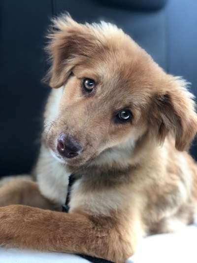 Welpen Bilder !-Beitrag-Bild