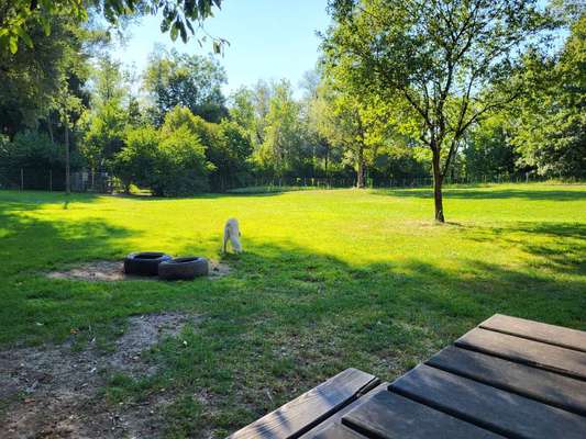 Hundeauslaufgebiet-Badesee Liefering-Bild