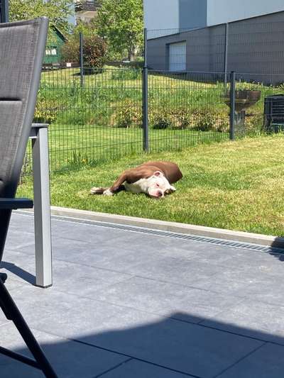 Olde English Bulldogge-Beitrag-Bild