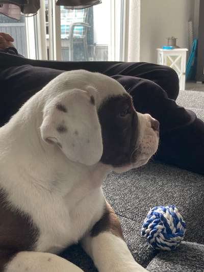 Olde English Bulldogge-Beitrag-Bild