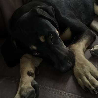 Hundetreffen-Spieltreffen-Bild