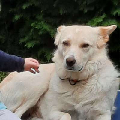 Hundetreffen-Hundetreffen ab 2 Jahren zum toben und gemeinsame Spaziergänge-Profilbild