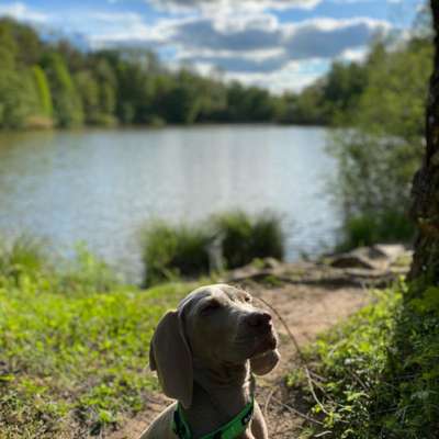 Dogorama-Monats-Challenge-Mai "Wasser"-Beitrag-Bild