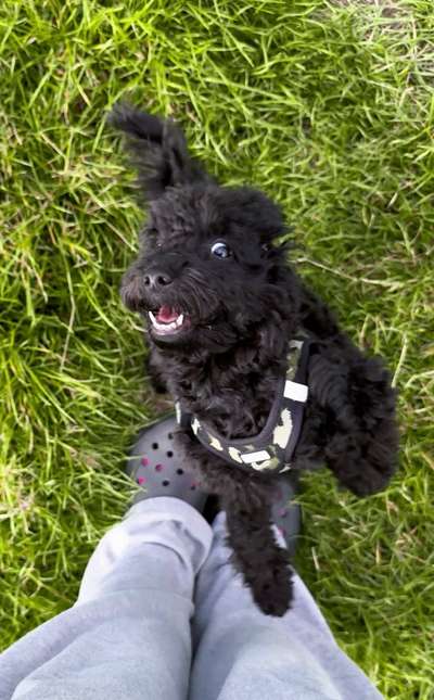 Bissiger Welpe-Beitrag-Bild