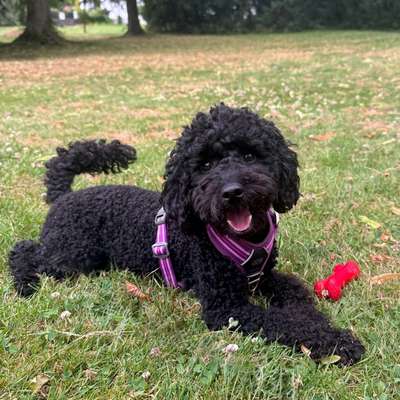 Hundetreffen-Gemeinsame Gassirunden-Bild