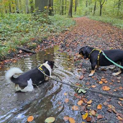 Hundetreffen-Gemeinsame Spaziergänge-Bild