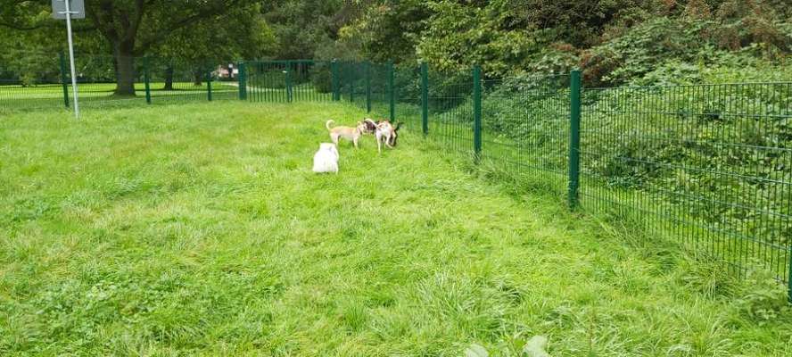 Hundeauslaufgebiet-Grünanlage Bochumer Landstraße (nur Hundewiese)-Bild