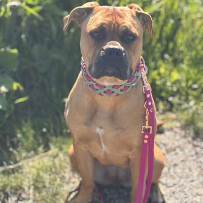 Hundetreffen-Spielrunde und Gassirunde-Bild
