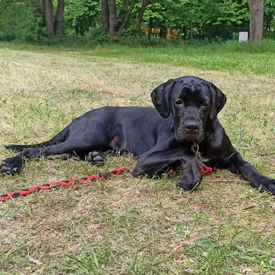 Hundetreffen-Welpentreffen