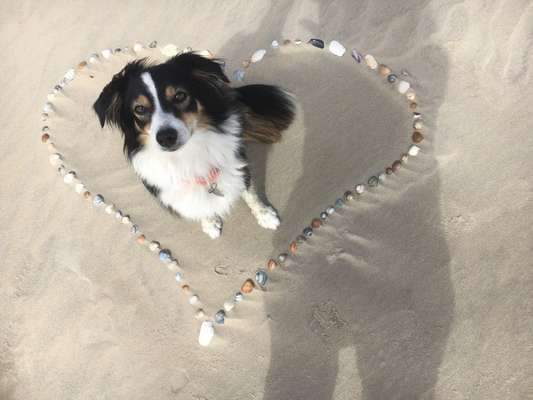 Die Dogorama Wochen Challenge: “Dein Hund im Urlaub”-Beitrag-Bild