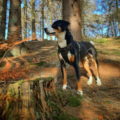 Hundetreffen-Hunde Treffen Wuppertal-Profilbild