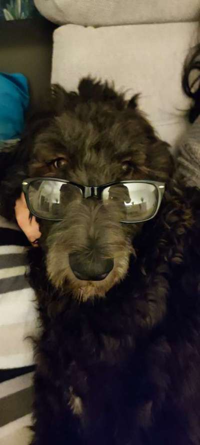 Mischlinge raten - Rätselspaß-Beitrag-Bild