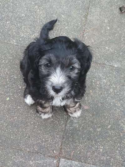 Welpen Bilder !-Beitrag-Bild