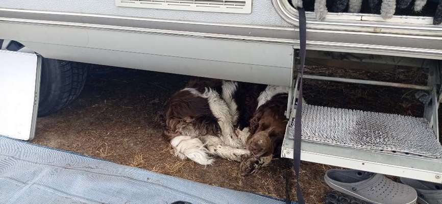 Springer Spaniel-Beitrag-Bild