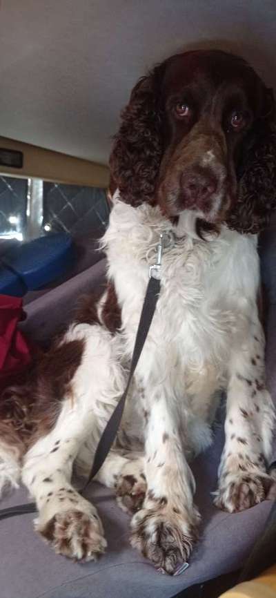 Springer Spaniel-Beitrag-Bild